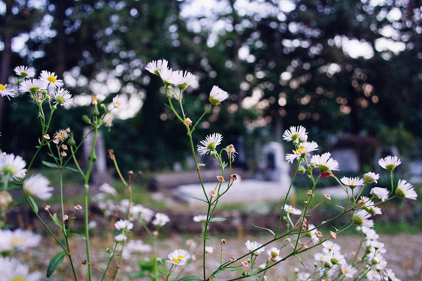 White Wildflowers in a Blurred Garden Setting