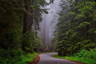 Misty forest road winding through tall redwood trees