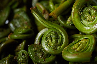 Close-up of fresh green fiddleheads fern vegetable