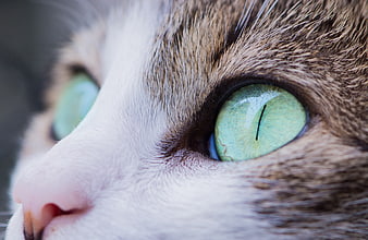Close-up of a cat's green eye and pink nose