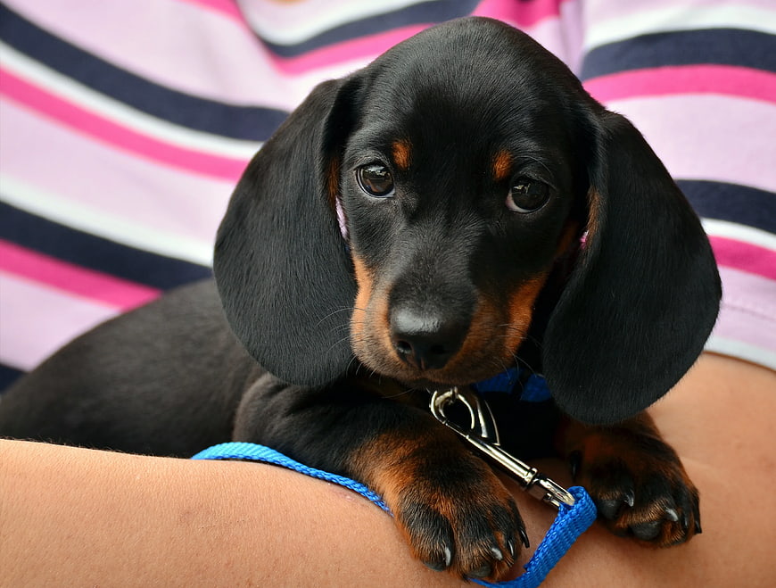 Cute black and tan dachshund puppy on striped shirt