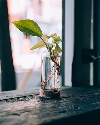 Green plant cutting in glass vase on rustic wooden windowsill