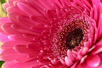 Close-up of vibrant pink gerbera daisy flower petals