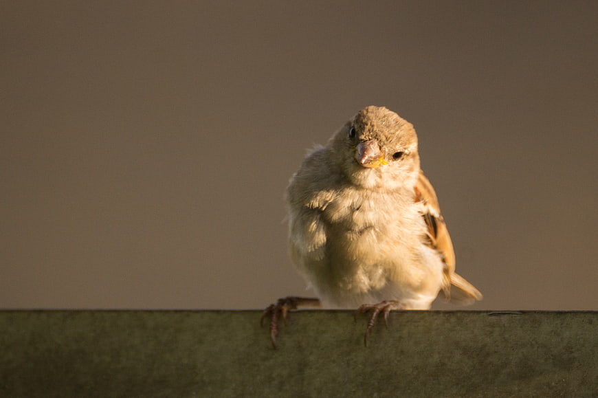 Cute Sparrow Perched on Wooden Fence in Warm Sunlight