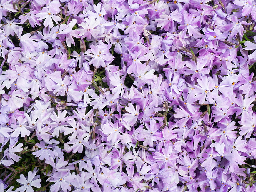 Dense Bed of Purple Phlox Flowers Top View