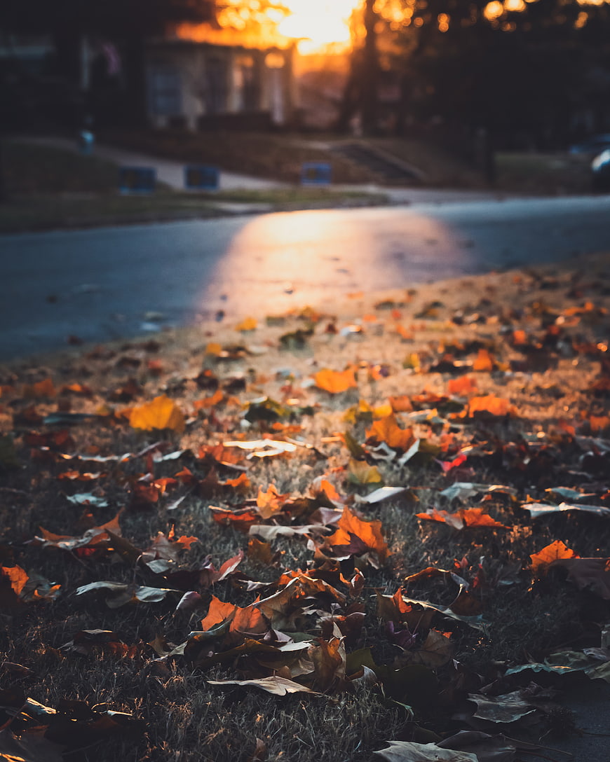 Golden Hour Autumn Leaves on Suburban Lawn