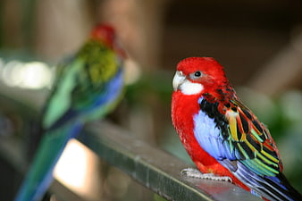 Close-up of a vibrant Eastern Rosella parrot perched on a railing