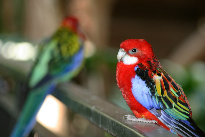 Close-up of a vibrant Eastern Rosella parrot perched on a railing