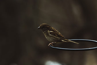 Small brown sparrow perched on a black wire ring