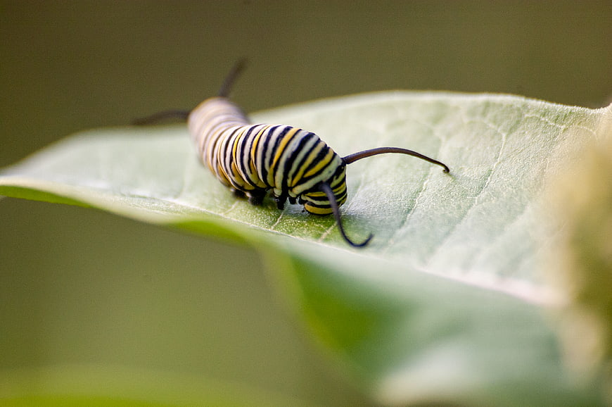 Monarch Caterpillar on Green Milkweed Leaf Macro