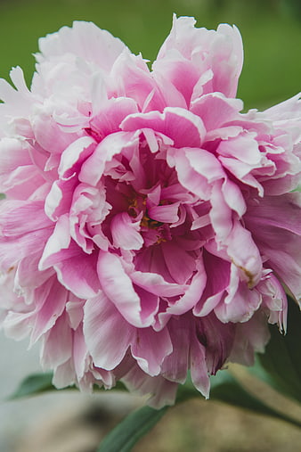 Close-up of a vibrant pink peony flower with soft green background