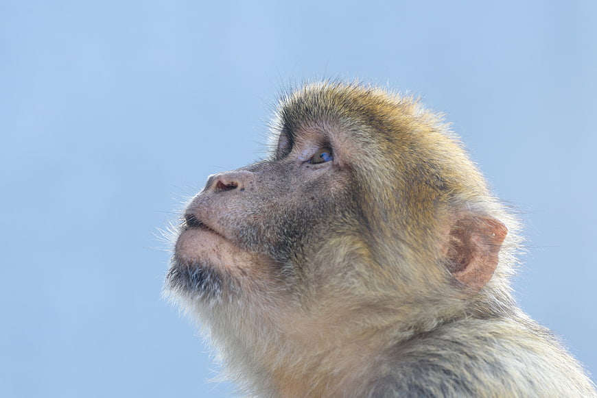 Close-up profile of a Barbary macaque monkey against blue sky