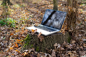Laptop on tree stump in autumn forest with fallen leaves