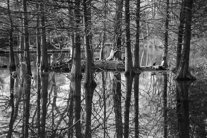 Black and white cypress trees reflecting in calm water