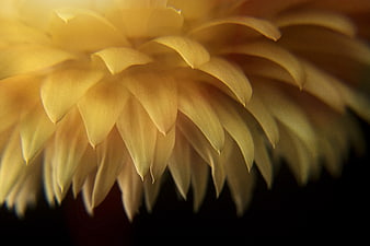 Macro Close-Up of Yellow Flower Petals on Dark Background