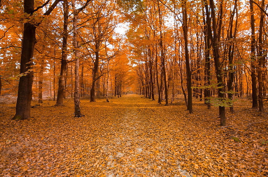 Golden autumn forest path with fallen leaves