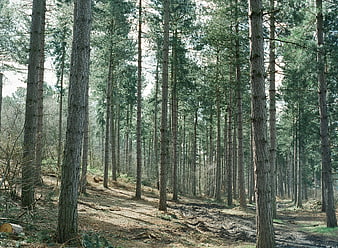 Tall Pine Trees in a Dense Forest with Sunlight