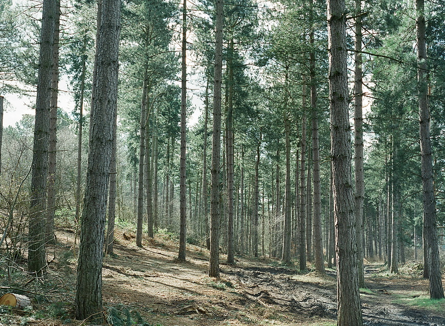 Tall Pine Trees in a Dense Forest with Sunlight