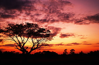 Silhouette of Tree Against Vibrant Pink and Orange Sunset Sky
