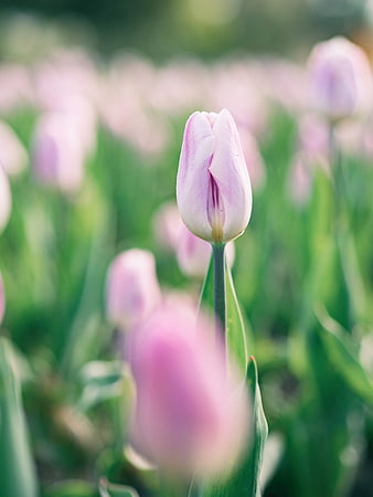 Close-up of a single pink tulip in a blurred garden