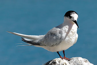 Arctic Tern perched on a rock against a blue ocean background