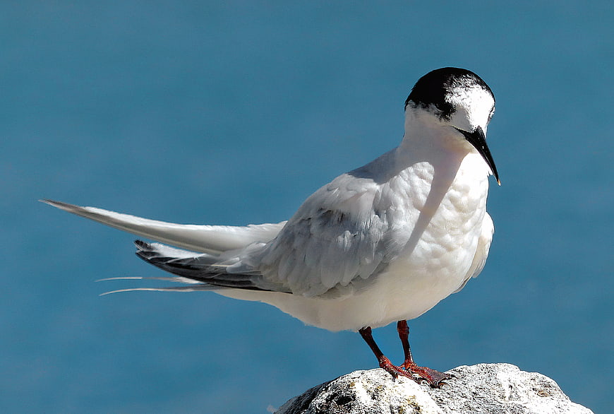 Arctic Tern perched on a rock against a blue ocean background