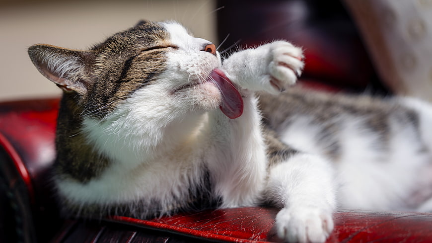 Tabby and White Cat Grooming Paw on Red Leather Sofa