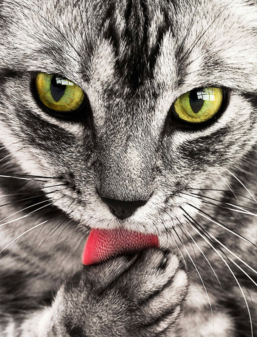 Close-up of a gray tabby cat licking its paw