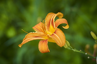 Close-up of an orange daylily flower with green background