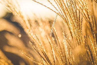 Golden Backlit Wheat Stalks in Sunlight