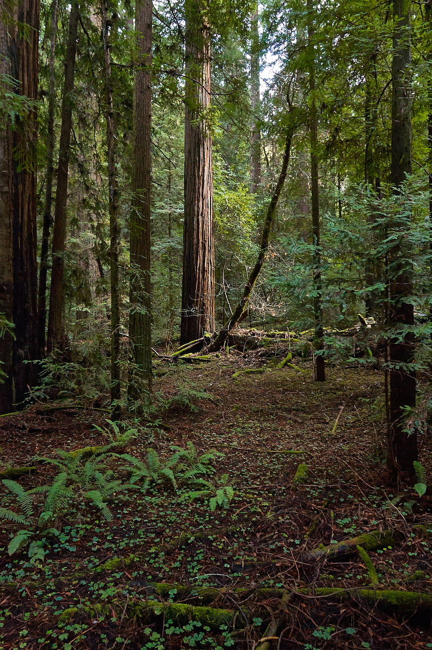 Dense Redwood Forest Trail with Ferns and Mossy Ground