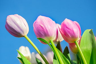 Pink and white tulips against a bright blue sky