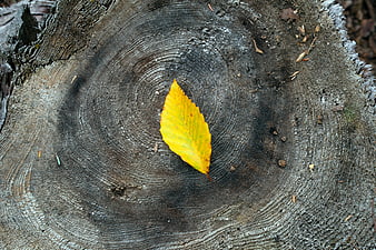 Yellow autumn leaf on weathered tree stump texture