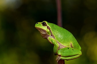 Close-up of a vibrant green tree frog on a branch