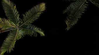 Palm Tree Fronds Against Black Night Sky Background