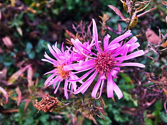 Close-up of vibrant pink aster flowers in a garden