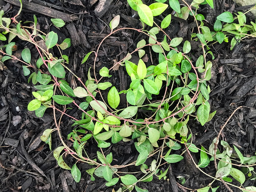 Top View of Green Vine Plant Growing on Dark Mulch