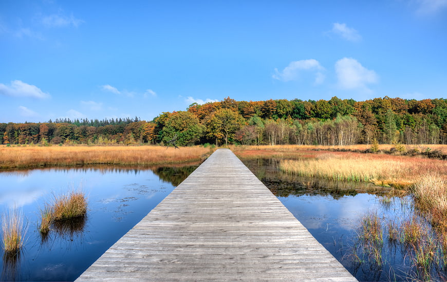 Wooden Boardwalk Through Autumn Wetland Landscape