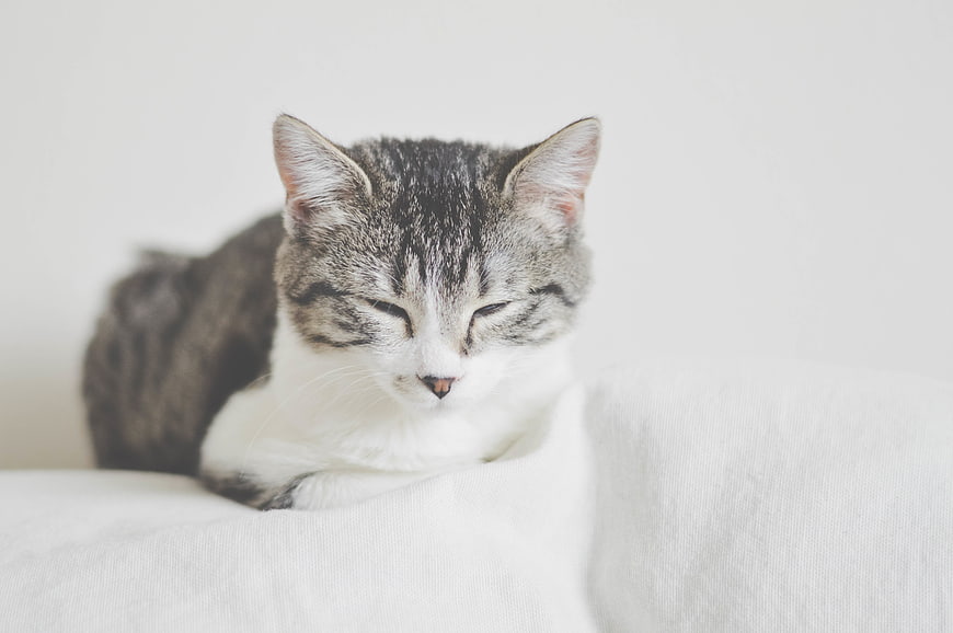 Sleeping Tabby Cat on White Sofa