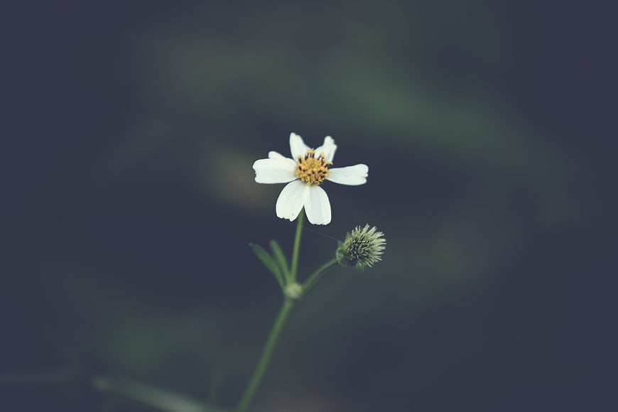 White Wildflower with Yellow Center on Dark Blurred Background