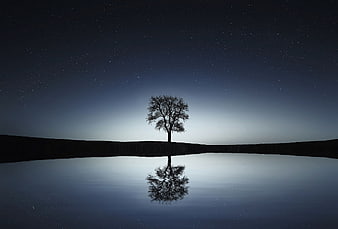 Silhouette of Lone Tree Reflected in Lake Under Starry Night Sky