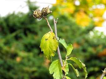 Close-up of dried seed pods and green leaves on a branch