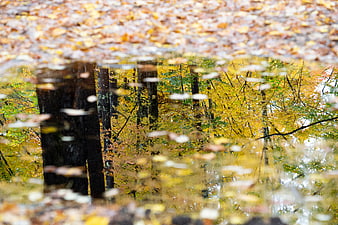 Autumn Forest Reflection in Puddle with Yellow Leaves