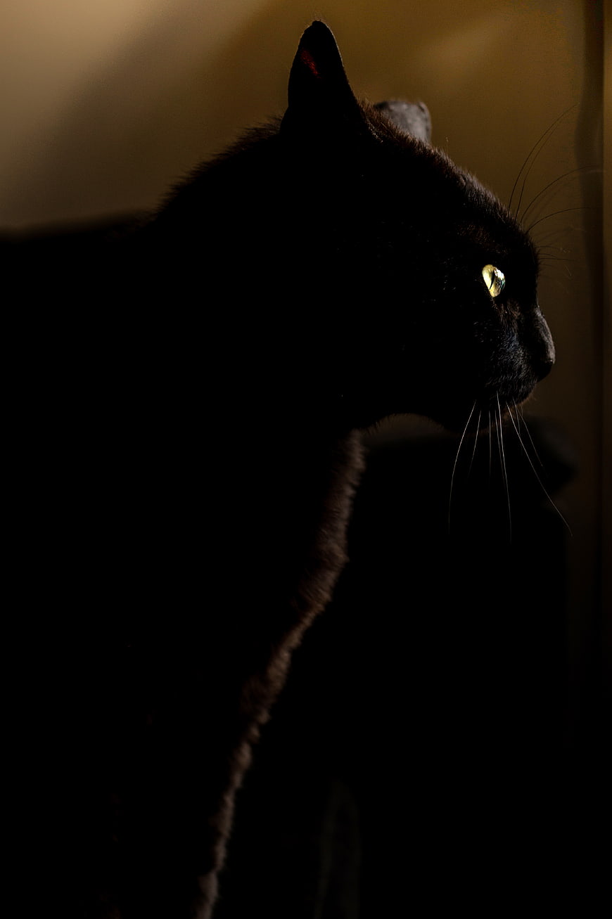 Mysterious Black Cat Silhouette in Low Light