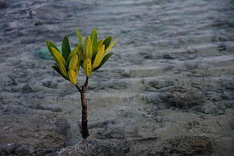 Lone Mangrove Sapling Growing in Shallow Coastal Water