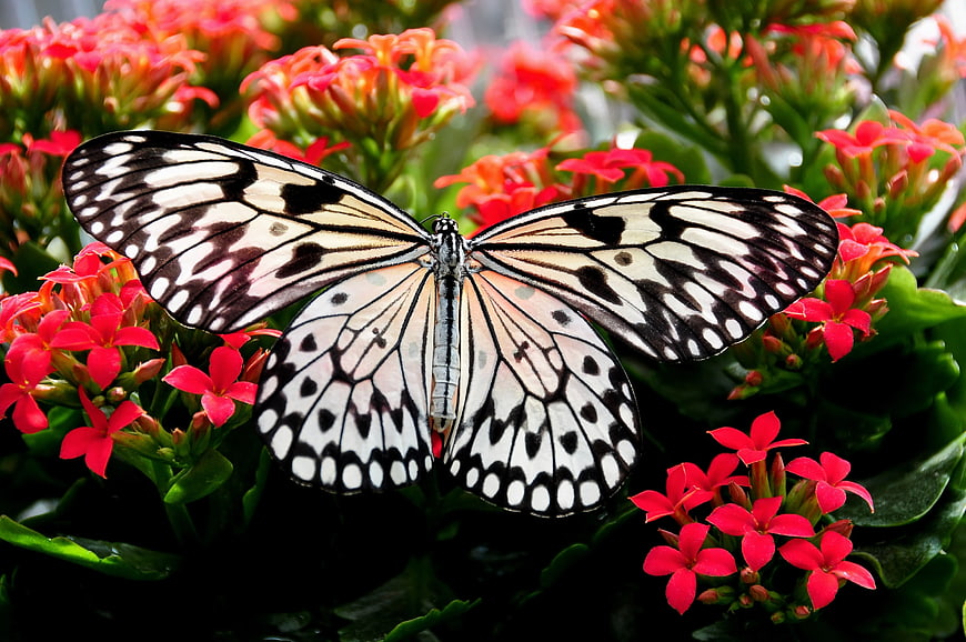 Paper Kite Butterfly on Red Kalanchoe Flowers