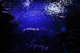 Large fish swimming in deep blue underwater aquarium scene
