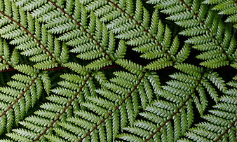 Close-up of lush green fern fronds with detailed texture