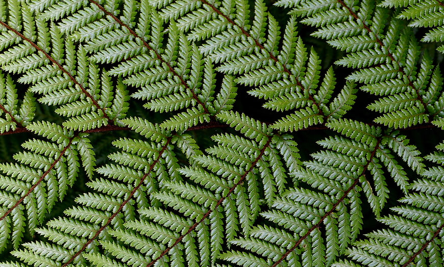 Close-up of lush green fern fronds with detailed texture