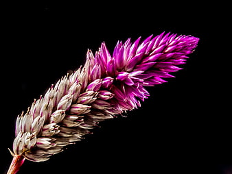 Closely cropped purple and white celosia flower on black background